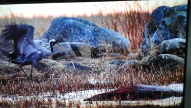 Photo d oiseau