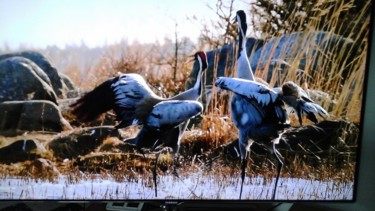 Photo d oiseaux magnifiques