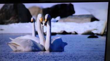 Photo de cygne