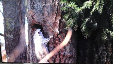 Photo animalière 3