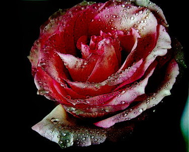 Photo de rose refaite à ma façon 2