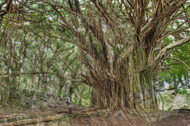 Photo d arbre revu à ma façon 1