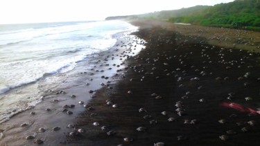 Photo de plage avec des tortues