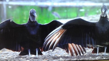 Photo d oiseaux 1