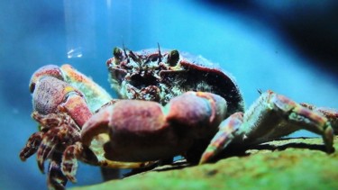 Photo de crabe