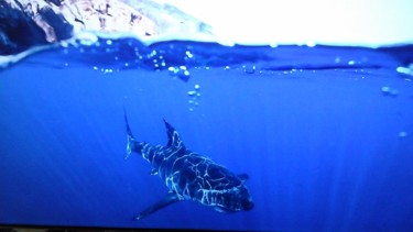 Très belle photo sous marine