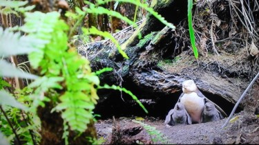 Photo de famille d oiseaux