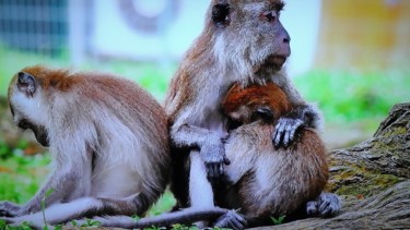 Photo de macaques