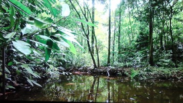 Très belle photo de sous bois