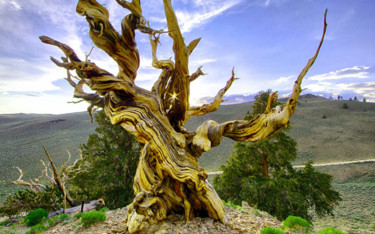 Photo de tronc d arbre refaite à ma façon